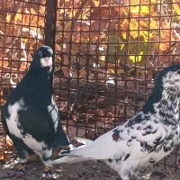 یک جفت شهری