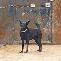 ماده مالینویز بلک