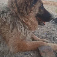 سگ ژرمن نگهبان خوب
