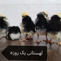 جوجه زینتی+ نژاد خاص و خالص|حیوانات مزرعه|قم, شاه ابراهیم|دیوار