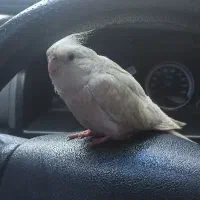 عروس هلندی گم شده