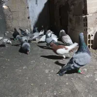 کفتر آلمانی بوم