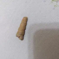 انگشتر|جواهرات|شهرکرد, |دیوار