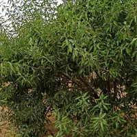 فروش زمین ۱۰۰۰ متری در احمدآباد|فروش زمین و ملک کلنگی|اصفهان, احمدآباد|دیوار
