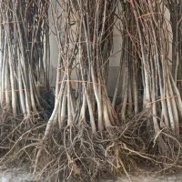 نهال یارانه ای عمده به همکاران گرامی