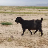 بز هیکلی سنگین وزن مسن، میش