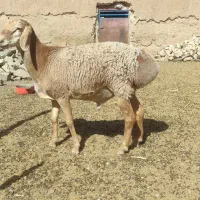 بره قوچی|حیوانات مزرعه|تربت جام, شیخ احمد جامی|دیوار