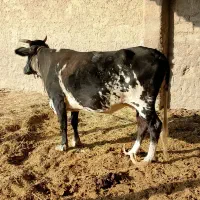 100میلیون|حیوانات مزرعه|هیرمند, |دیوار