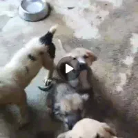 توله سرابی و توله پژدر