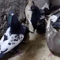 کبوتر رنگی|پرنده|یزد, |دیوار