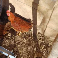 خروس|حیوانات مزرعه|ماهدشت, |دیوار