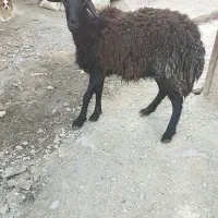 بره پشم کهنه