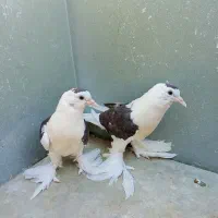 طوقی.دم سیاه.ساده سیاه معاوضه با طوقی ماده|پرنده|ایرانشهر, |دیوار