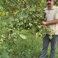 تولید نهال گردو ژنوتیپ پیوندی