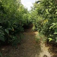 فروش-باغچه-بنجعفر