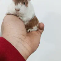 خوکچه هندی منیاتوری