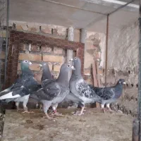 ۰9915134903|سیمکارت|تایباد, |دیوار