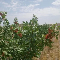 فروش باغ پسته|فروش خانه و ویلا|زنجانرود, |دیوار