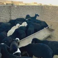 بره نر و ماده با قصابی رایگان