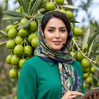 نهال گیلاس مشهدی بازار پسند ترین نهال برای خرید