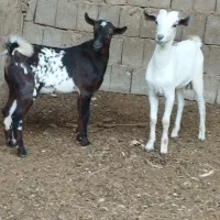 نری گوشتی و چاق و سرحال