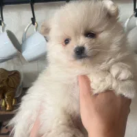 سگ پامرین پسر