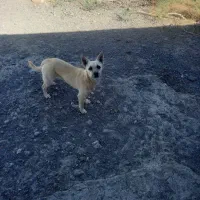 سگ پاکوتاه شیواوا