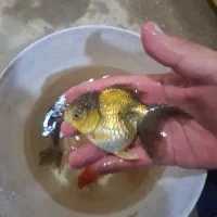 گلدفیش سایز ۴ اینچ قیمت مناسب|ماهی|اسلام‌شهر, شهرک مهدیه|دیوار