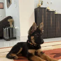 سگ ژرمن شپر ۴ ماهه|سگ|بندرعباس, |دیوار