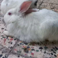 حیوان خانگی