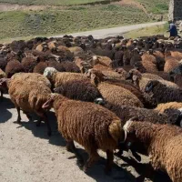 میش بره بز بزغاله قوچ