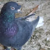دم سفید|پرنده|شیراز, شیشه‌گری|دیوار
