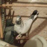 کبوتر پرشی|پرنده|گرمدره, |دیوار