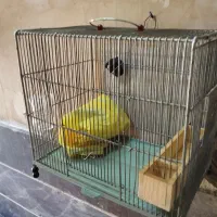 قفس سهره سهره قناری و..|لوازم جانبی حیوانات|شیراز, کوشک میدان|دیوار