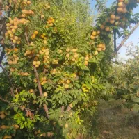 فروش-باغ