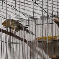 قناری نروماده|پرنده|تهران, افسریه جنوبی|دیوار