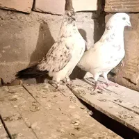 کفتر پرشی بشرت