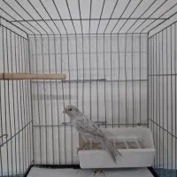 قناری سیلور نر|پرنده|قرچک, زیبا شهر|دیوار