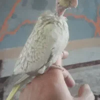 جوجه عروس هلندی گلباقالی