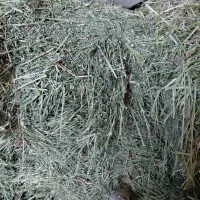 یونجه چین چهارم