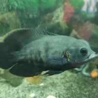 لوازم اکواریوم