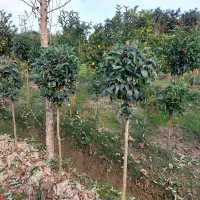 برگ نو طرح پیوند|گل و گیاه طبیعی|کلاچای, |دیوار