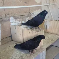 ۸ عدد کبوتر