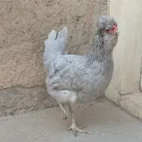 مرغ گلین طوسی