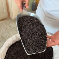چای بهاره ی لاهیجان محصول ۱۴۰۵