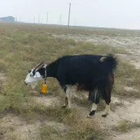 بز آبستن سنگین + بزغاله چاق پاکستانی|حیوانات مزرعه|گنبد کاووس, |دیوار