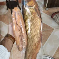 فروش انواع ماهی سفید دودی و شور و اشبل|خوردنی و آشامیدنی|رشت, پیرسرا|دیوار