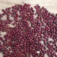 لوبیا عمده و جزیی 120