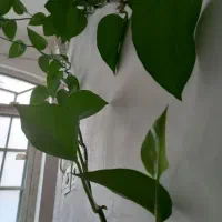 گل پتوس|گل و گیاه طبیعی|قم, زنبیل آباد|دیوار
