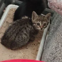 واگذاری گربه